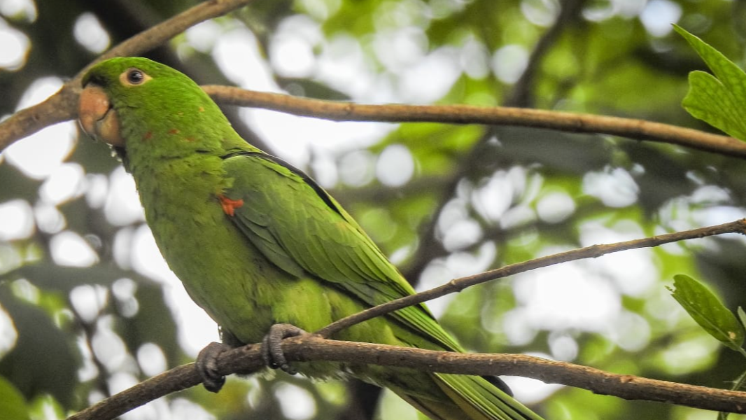 Image "Aves em liberdade...Sempre” 
