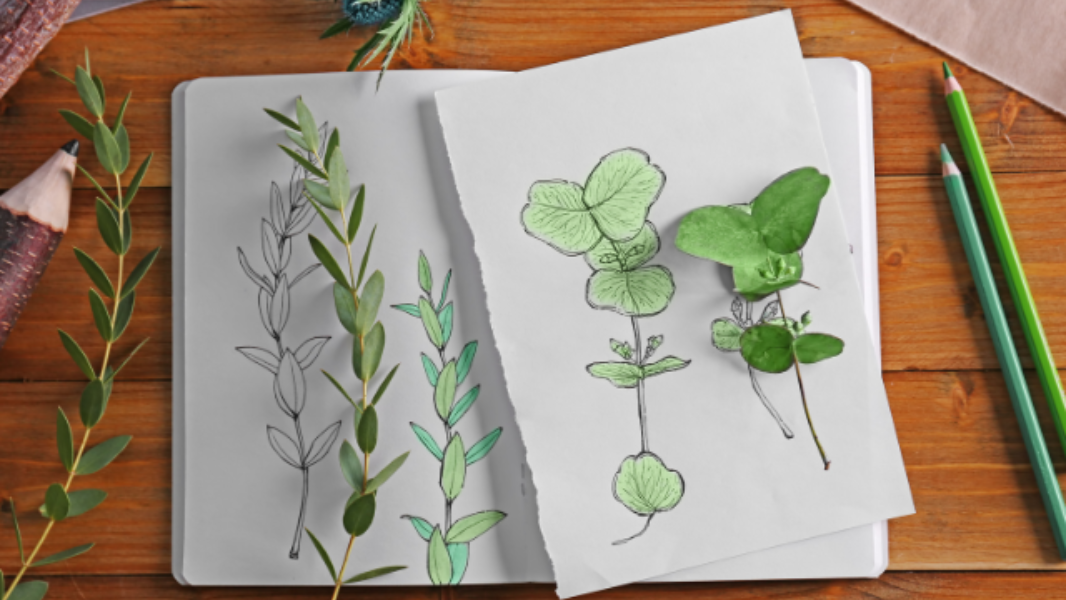 Image Oficina de Desenho - A beleza na flora que nos cerca