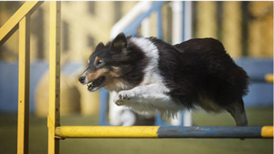 Image XXIV Campeonato Brasileiro Agility