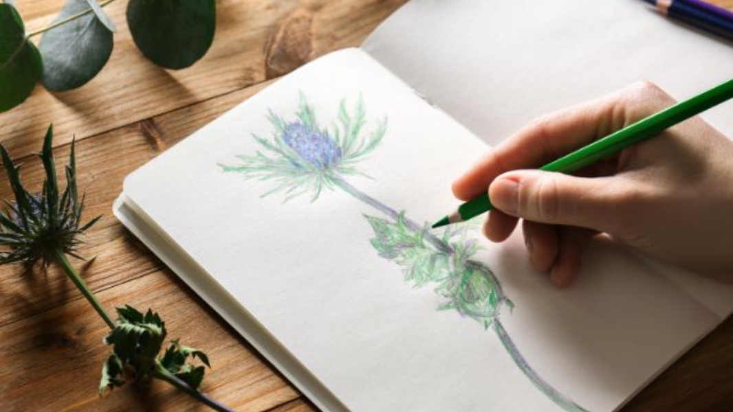 Image Oficina de Desenho - A beleza na flora que nos cerca