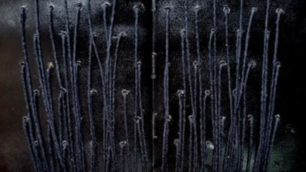 Image Códice dos Silêncios 